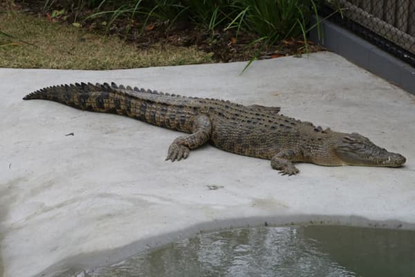 Teluk Sengat Crocodile Farm